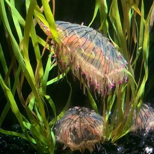 Meet your Posher, Kristine